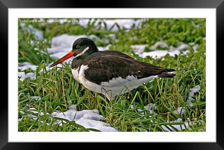 Oystercatcher Framed Mounted Print by keith sayer
