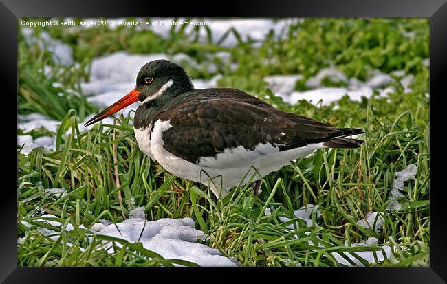 Oystercatcher Framed Print by keith sayer