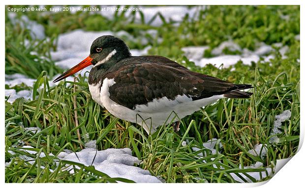 Oystercatcher Print by keith sayer