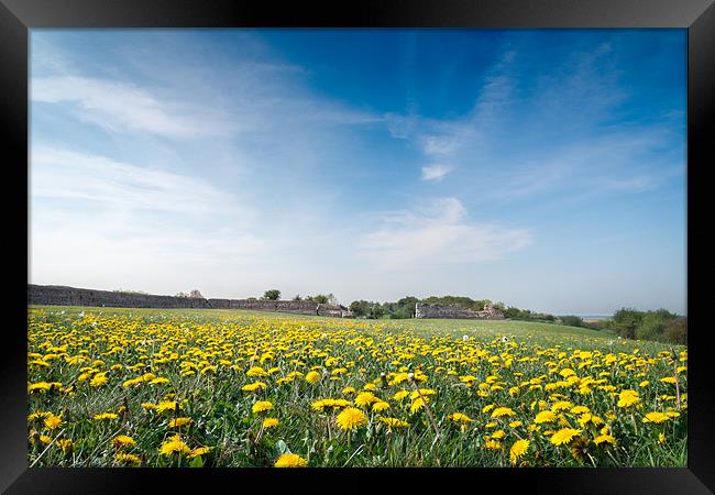 Dandelions at Burgh Castle Framed Print by Stephen Mole