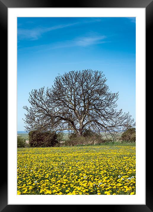 Tree in Dandelion Field Framed Mounted Print by Stephen Mole
