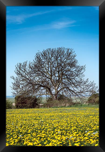 Tree in Dandelion Field Framed Print by Stephen Mole
