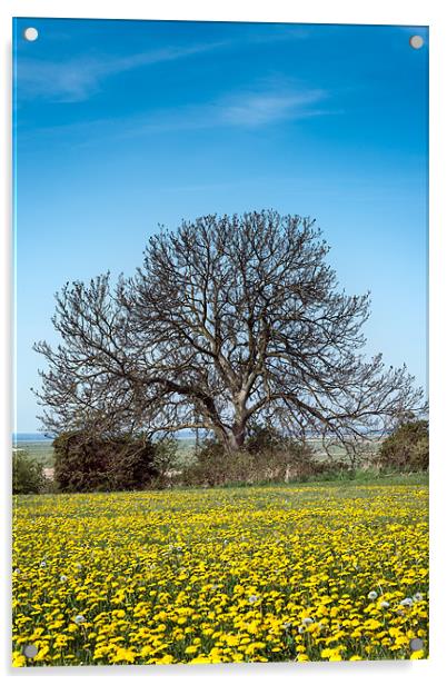 Tree in Dandelion Field Acrylic by Stephen Mole