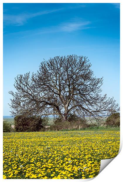 Tree in Dandelion Field Print by Stephen Mole
