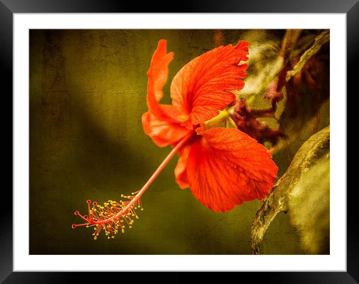 Red Hibiscus Framed Mounted Print by Mark Llewellyn
