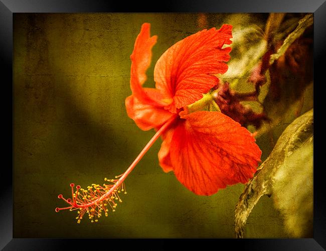 Red Hibiscus Framed Print by Mark Llewellyn