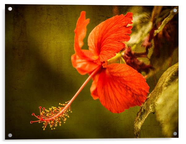 Red Hibiscus Acrylic by Mark Llewellyn