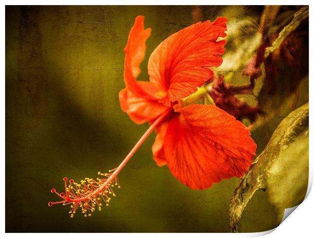 Red Hibiscus Print by Mark Llewellyn