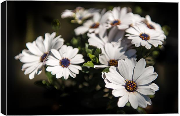 Big Daisies - White on black with a hint of colour Canvas Print by Ian Johnston  LRPS