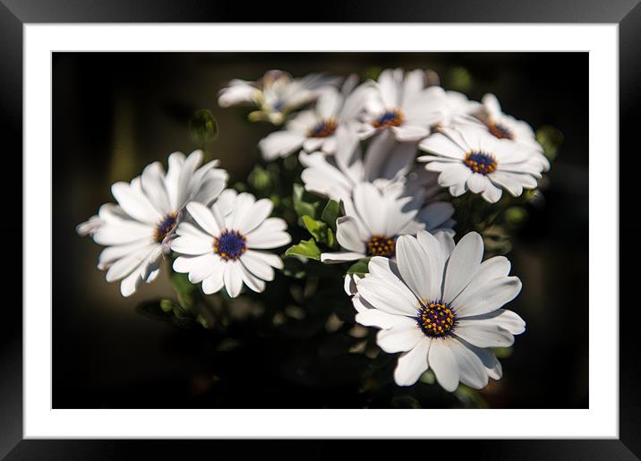 Big Daisies - White on black with a hint of colour Framed Mounted Print by Ian Johnston  LRPS