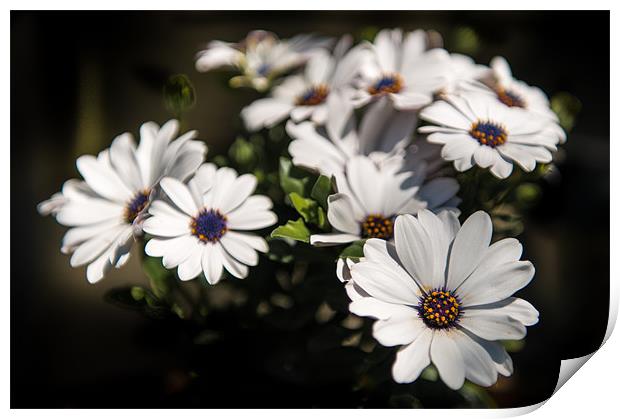Big Daisies - White on black with a hint of colour Print by Ian Johnston  LRPS