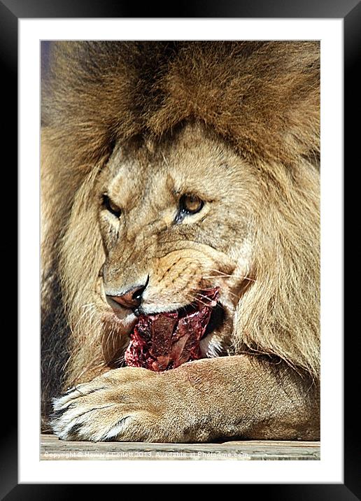 Lion feast Framed Mounted Print by Howard Corlett