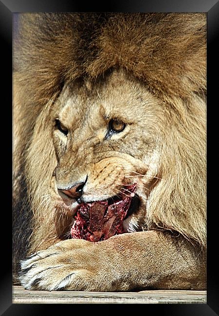 Lion feast Framed Print by Howard Corlett