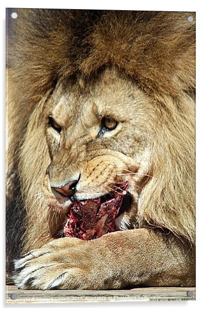 Lion feast Acrylic by Howard Corlett