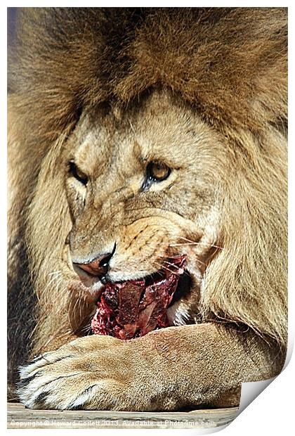 Lion feast Print by Howard Corlett
