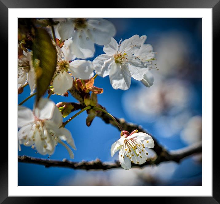 Cherry Tree Blossom in the sunlight Framed Mounted Print by Ian Johnston  LRPS