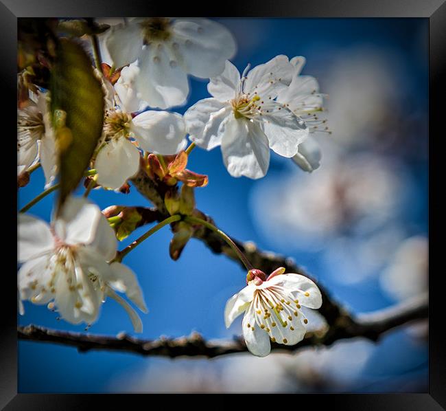 Cherry Tree Blossom in the sunlight Framed Print by Ian Johnston  LRPS