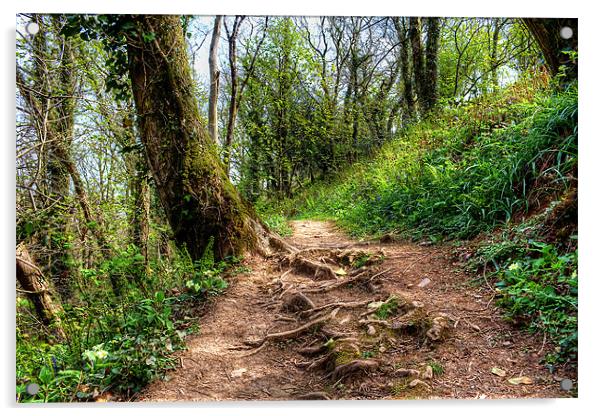 Woodland Path Acrylic by Dave Wilkinson North Devon Ph