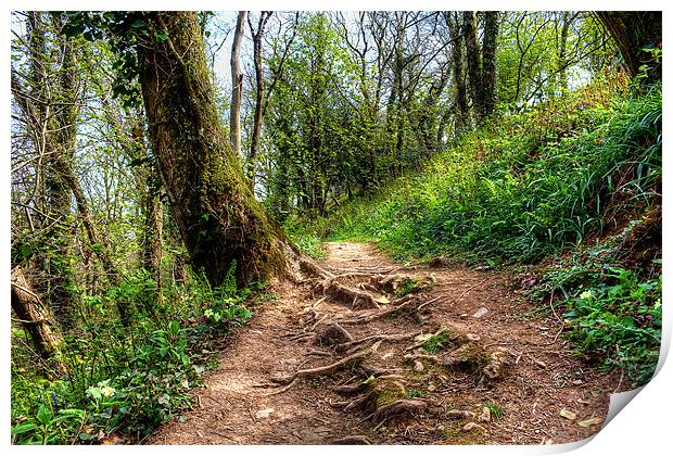 Woodland Path Print by Dave Wilkinson North Devon Ph