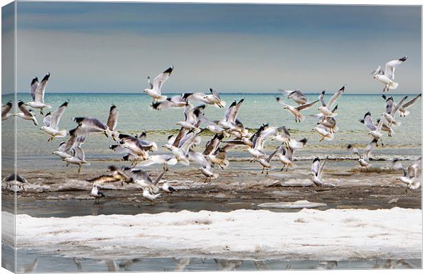 Gulls in Flight Canvas Print by David Hare