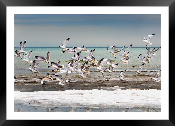 Gulls in Flight Framed Mounted Print by David Hare