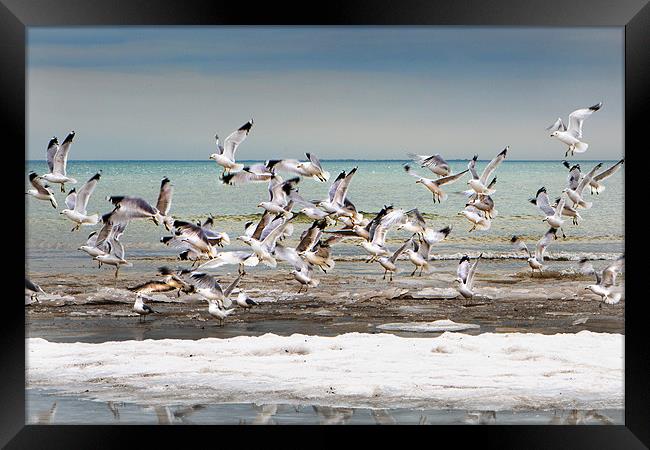 Gulls in Flight Framed Print by David Hare