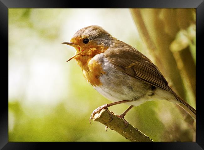 Songbird Framed Print by Dawn Cox