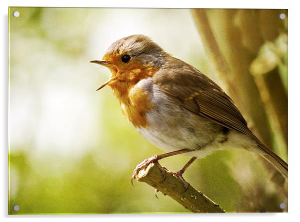 Songbird Acrylic by Dawn Cox