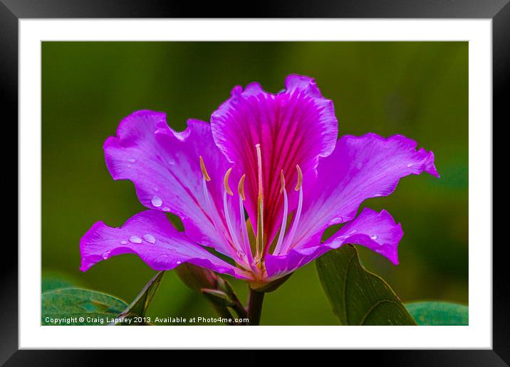purple orchid tree flower Framed Mounted Print by Craig Lapsley