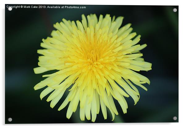 dandelion Acrylic by Mark Cake