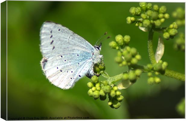 Small Blue Butterfly Canvas Print by Chris Day