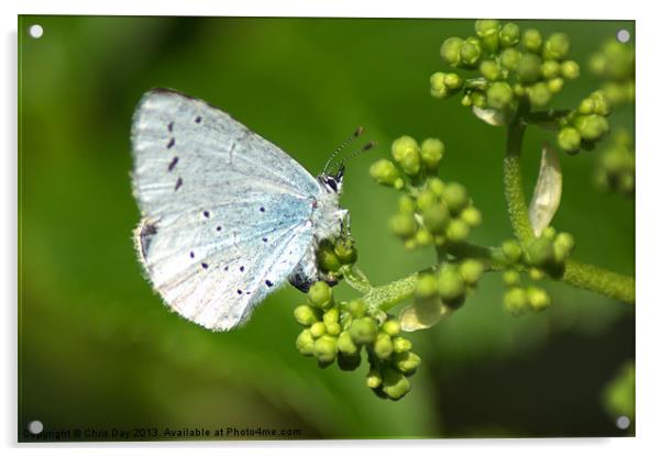 Small Blue Butterfly Acrylic by Chris Day