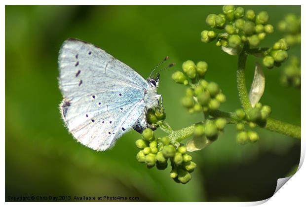 Small Blue Butterfly Print by Chris Day