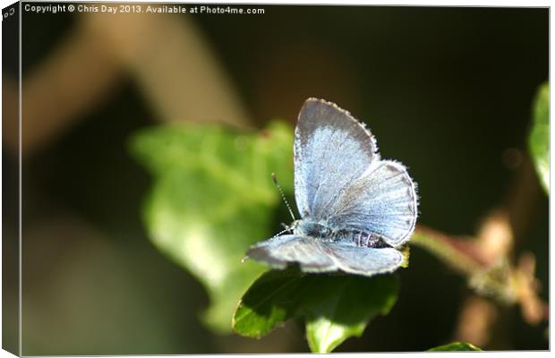 Small Blue Butterfly Canvas Print by Chris Day