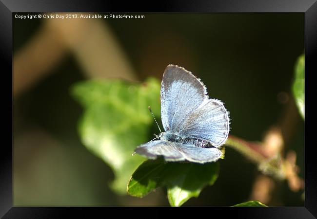 Small Blue Butterfly Framed Print by Chris Day
