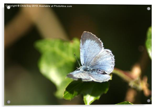 Small Blue Butterfly Acrylic by Chris Day