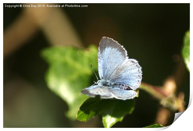 Small Blue Butterfly Print by Chris Day