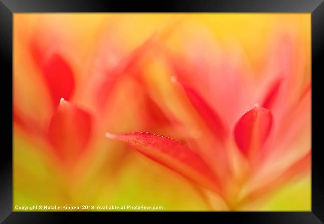 Red Plant Leaves - Abstract Framed Print by Natalie Kinnear