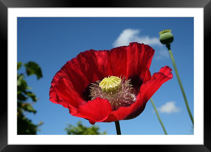 Poppy Framed Mounted Print by vicky Lewis
