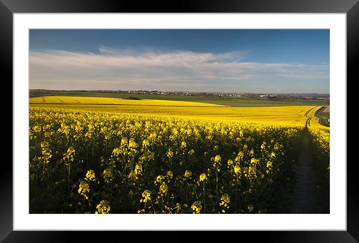 Dorchester Rapeseed Framed Mounted Print by Daniel Bristow