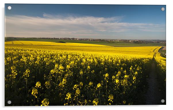 Dorchester Rapeseed Acrylic by Daniel Bristow