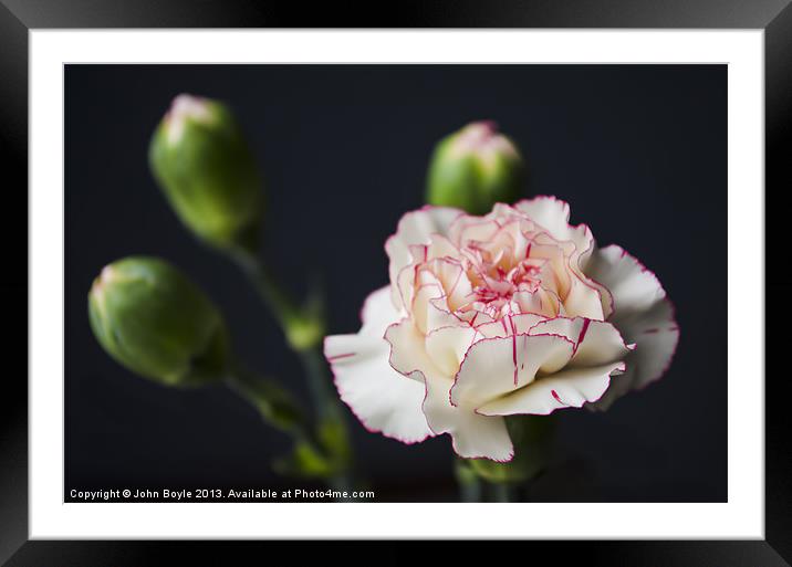 White and pink carnation Framed Mounted Print by John Boyle
