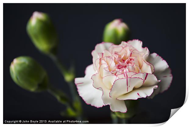 White and pink carnation Print by John Boyle