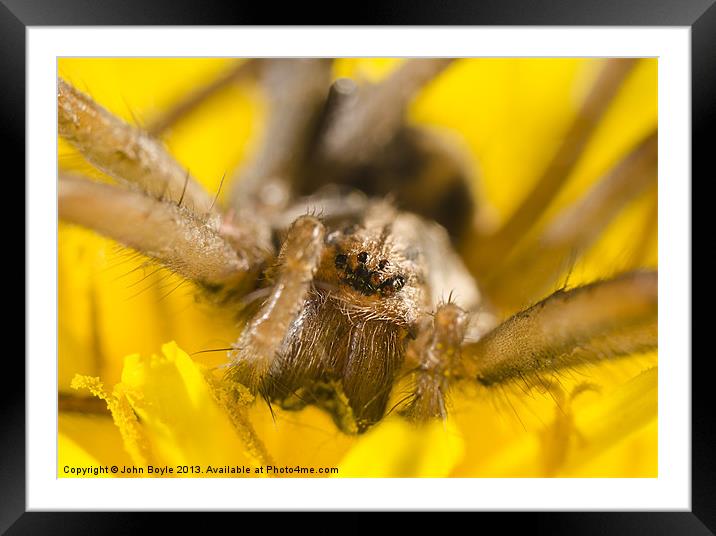 common house spider Framed Mounted Print by John Boyle