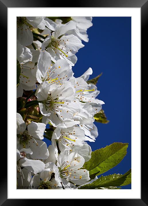 Cherry blossom and blue sky Framed Mounted Print by Jim Jones