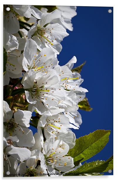 Cherry blossom and blue sky Acrylic by Jim Jones