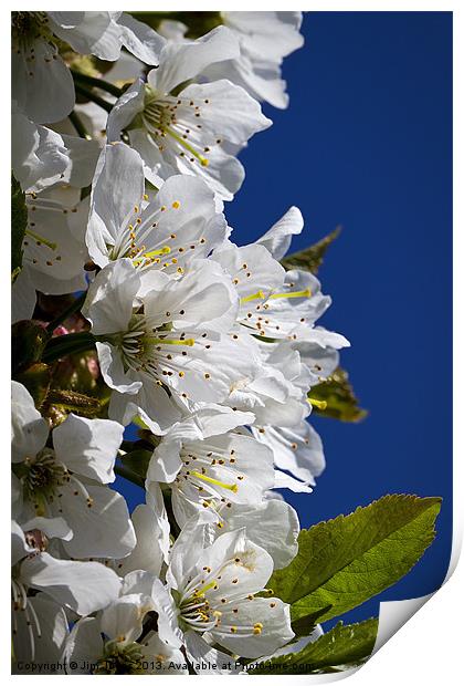 Cherry blossom and blue sky Print by Jim Jones