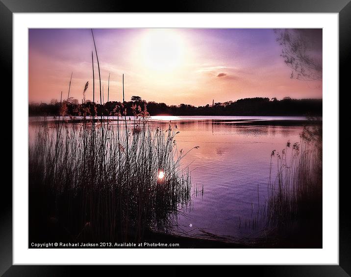 Through the reeds Framed Mounted Print by Rachael Hood