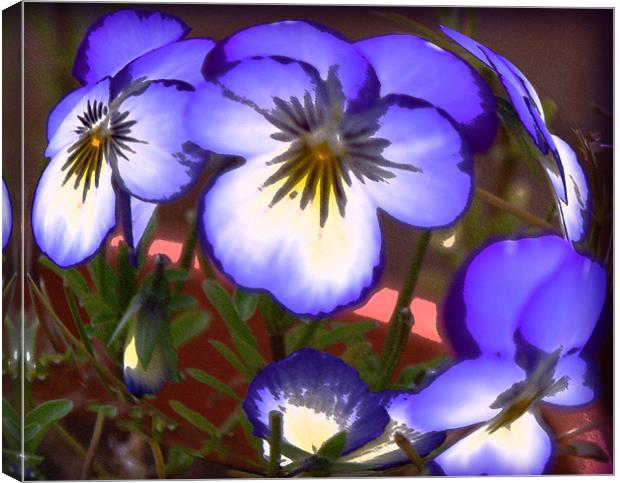 Painted Pansies  Canvas Print by Rozlen Willoughby