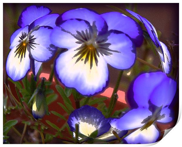 Painted Pansies  Print by Rozlen Willoughby